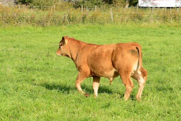 Limousin Ivanhoe 1015